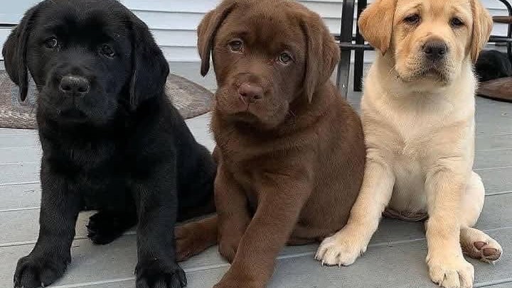 Dostupni štenci labradora retrivera.
