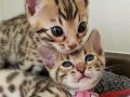 prekrasni-bengalski-macici-spremni-small-0