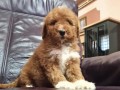 labradoodle-f1b-preslatki-stenci-small-4