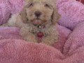 labradoodle-f1b-preslatki-stenci-small-1