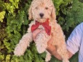 labradoodle-f1b-preslatki-stenci-small-0