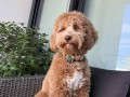 labradoodle-f1b-preslatki-stenci-small-2