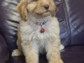 labradoodle-f1b-preslatki-stenci-small-3