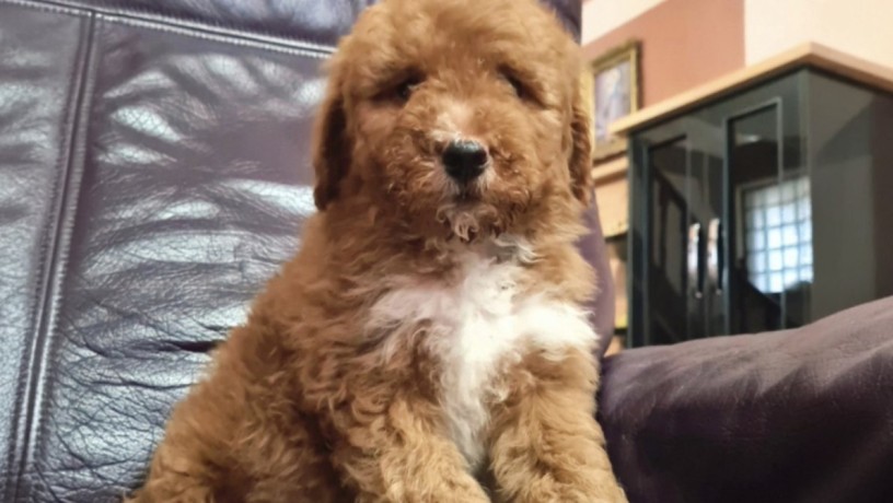 labradoodle-f1b-preslatki-stenci-big-4