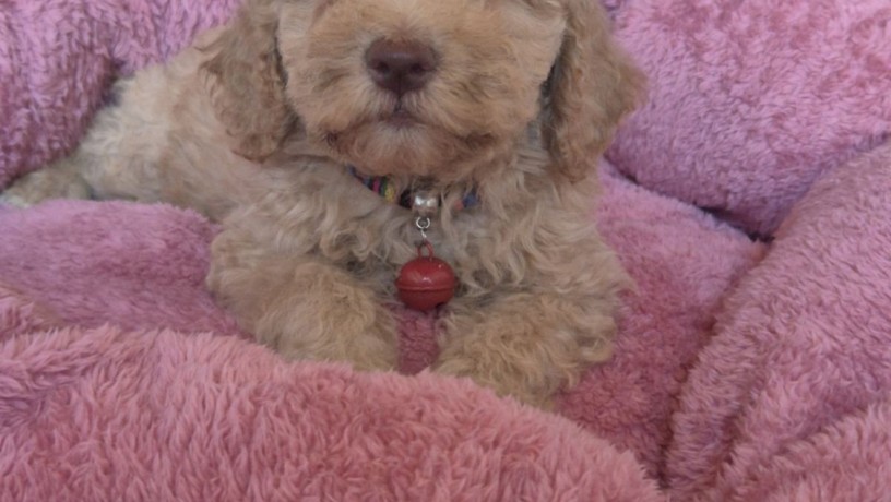 labradoodle-f1b-preslatki-stenci-big-1