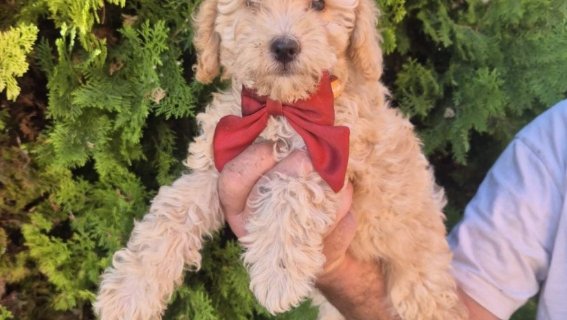 Labradoodle F1b preslatki štenci