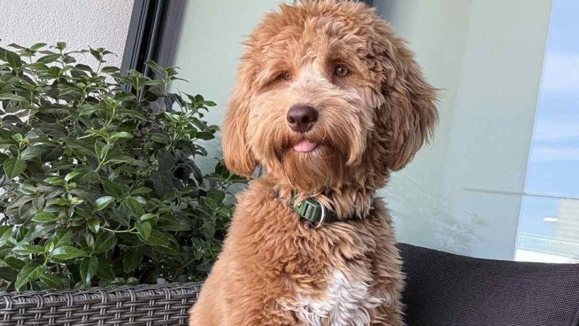 labradoodle-f1b-preslatki-stenci-big-2