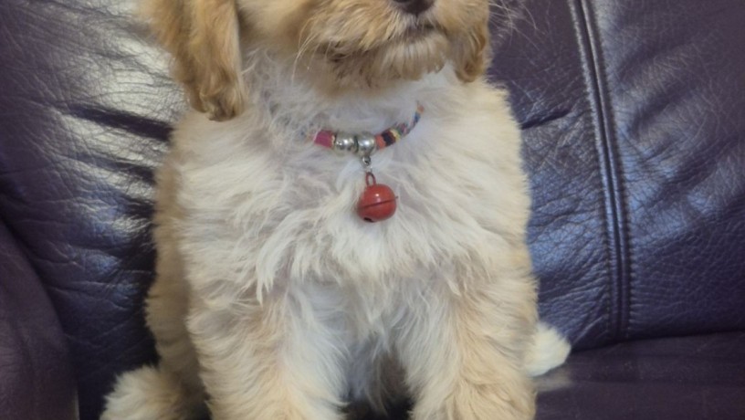labradoodle-f1b-preslatki-stenci-big-3