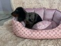 dugodlaki-patuljasti-jazavicari-merle-boje-small-0
