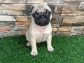 mops-zensko-stene-small-0