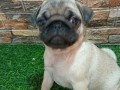 mops-zensko-stene-small-3