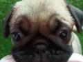 mops-zensko-stene-small-7