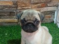 mops-zensko-stene-small-1