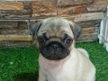 mops-zensko-stene-small-4