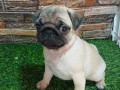 mops-zensko-stene-small-2