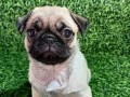 mops-zensko-stene-small-5