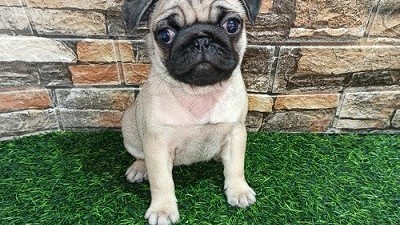 Mops, žensko štene