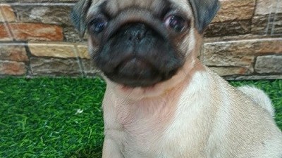 mops-zensko-stene-big-3