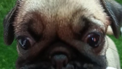 mops-zensko-stene-big-7