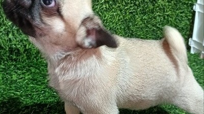 mops-zensko-stene-big-6