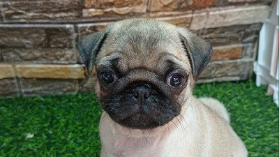 mops-zensko-stene-big-1
