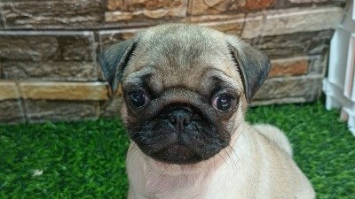 mops-zensko-stene-big-4