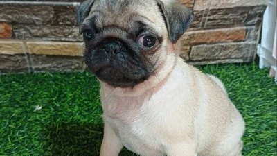 mops-zensko-stene-big-2