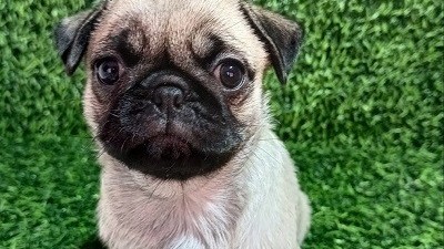 mops-zensko-stene-big-5