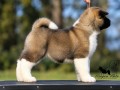 americka-akita-stenad-oba-pola-small-1