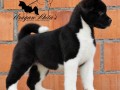 americka-akita-stenad-oba-pola-small-5