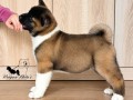 americka-akita-stenad-oba-pola-small-6