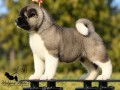 americka-akita-stenad-oba-pola-small-10