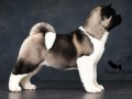 americka-akita-stenad-oba-pola-small-8