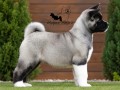 americka-akita-stenad-oba-pola-small-3