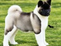 americka-akita-stenad-oba-pola-small-9