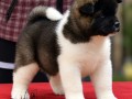 americka-akita-stenad-oba-pola-small-0