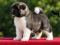 americka-akita-stenad-oba-pola-small-7