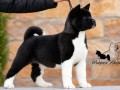americka-akita-stenad-oba-pola-small-2