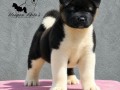 americka-akita-stenad-oba-pola-small-4