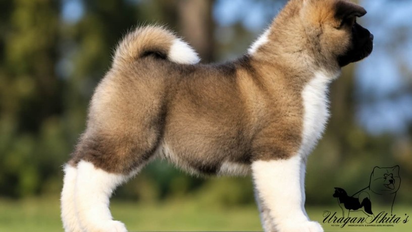 americka-akita-stenad-oba-pola-big-1