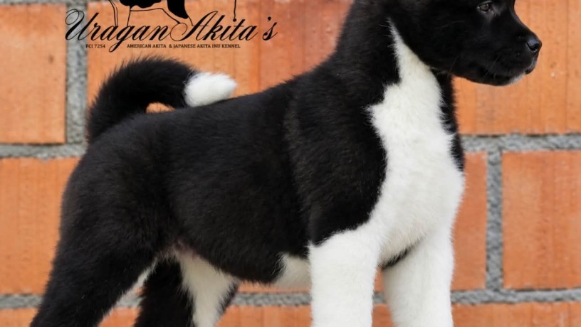 americka-akita-stenad-oba-pola-big-5