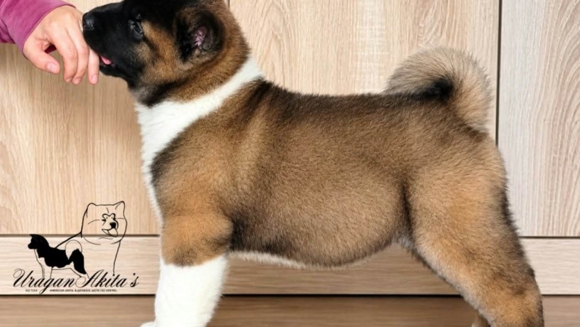 americka-akita-stenad-oba-pola-big-6