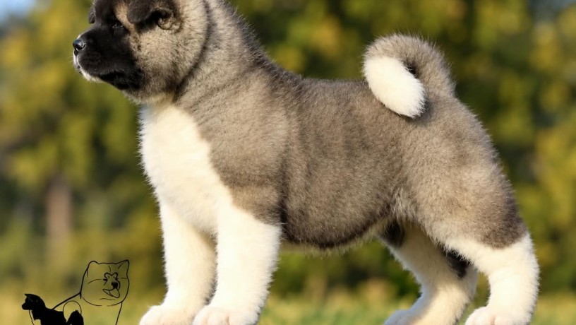 americka-akita-stenad-oba-pola-big-10
