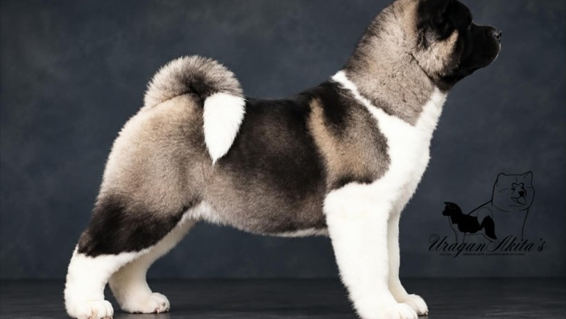 americka-akita-stenad-oba-pola-big-8