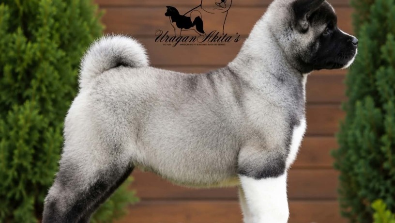 americka-akita-stenad-oba-pola-big-3