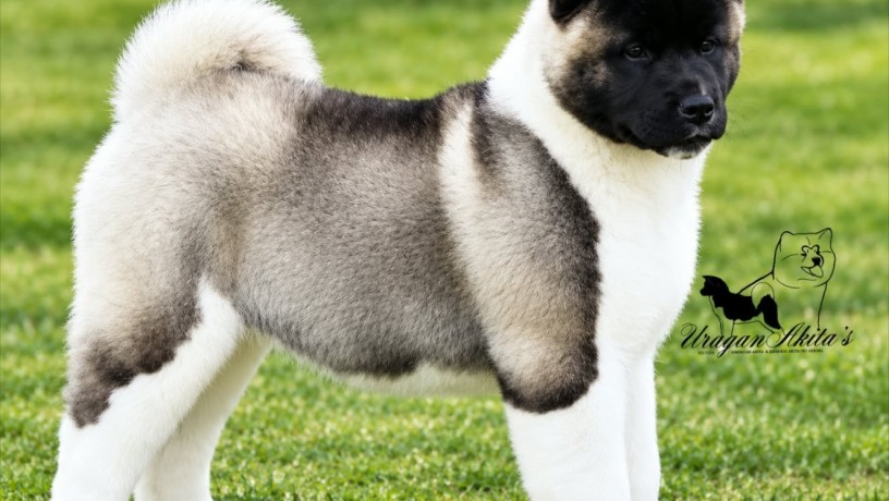americka-akita-stenad-oba-pola-big-9