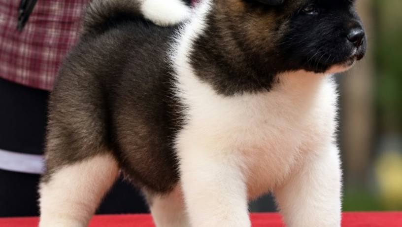 Američka akita, štenad oba pola