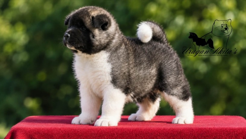 americka-akita-stenad-oba-pola-big-7