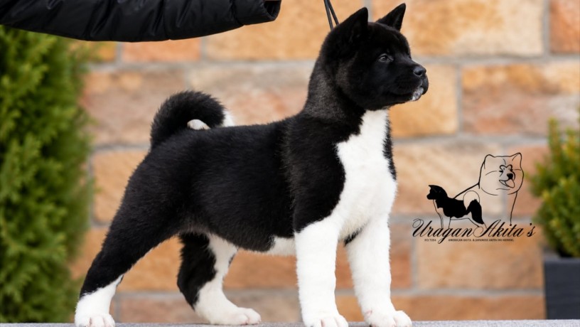 americka-akita-stenad-oba-pola-big-2