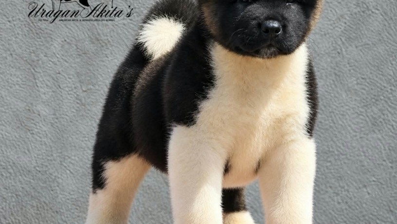 americka-akita-stenad-oba-pola-big-4
